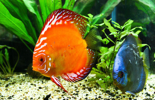 居家養魚風水講究，怎麽養魚招財運？