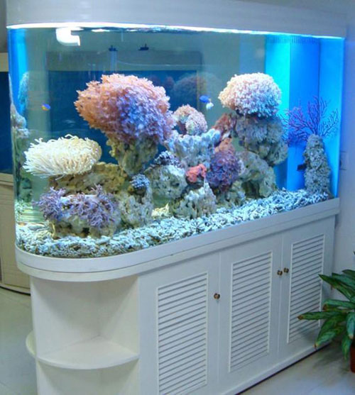 居家養魚風水講究，怎麽養魚招財運？