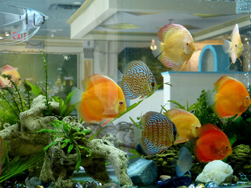 居家養魚風水講究，怎麽養魚招財運？