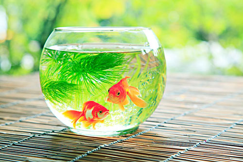 居家養魚風水講究，怎麽養魚招財運？